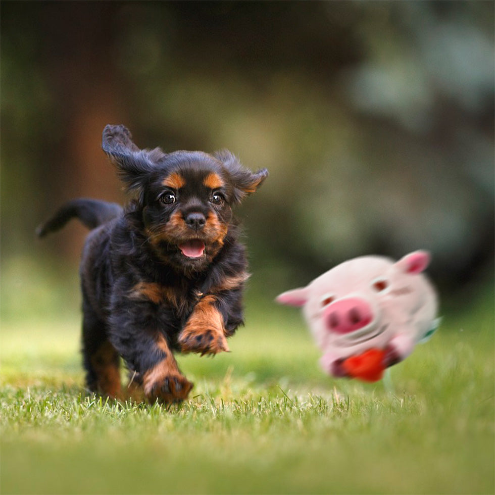 Bouncing Piggy Dog Toy【Candy Frog】